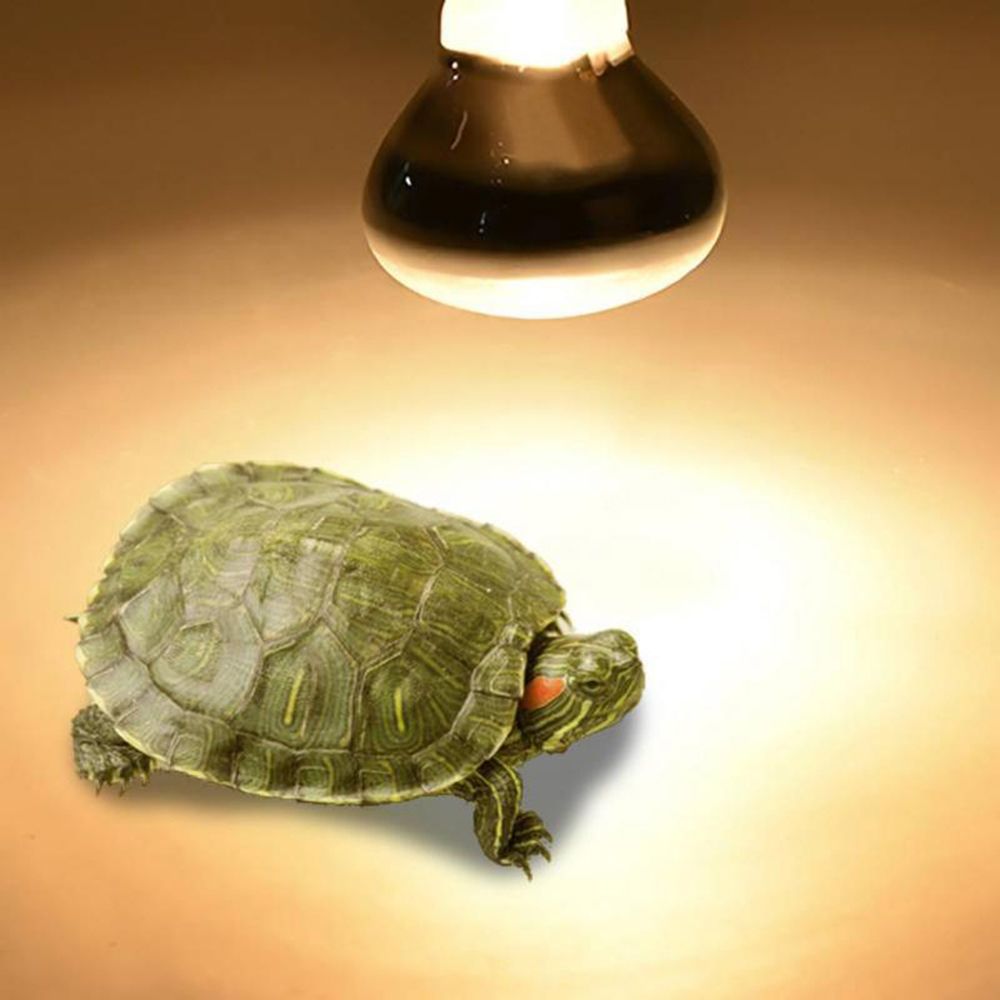 Lampu Pemanas Kadal Lampu UVA  - Basking Bulb Halogen ulasan dan harga