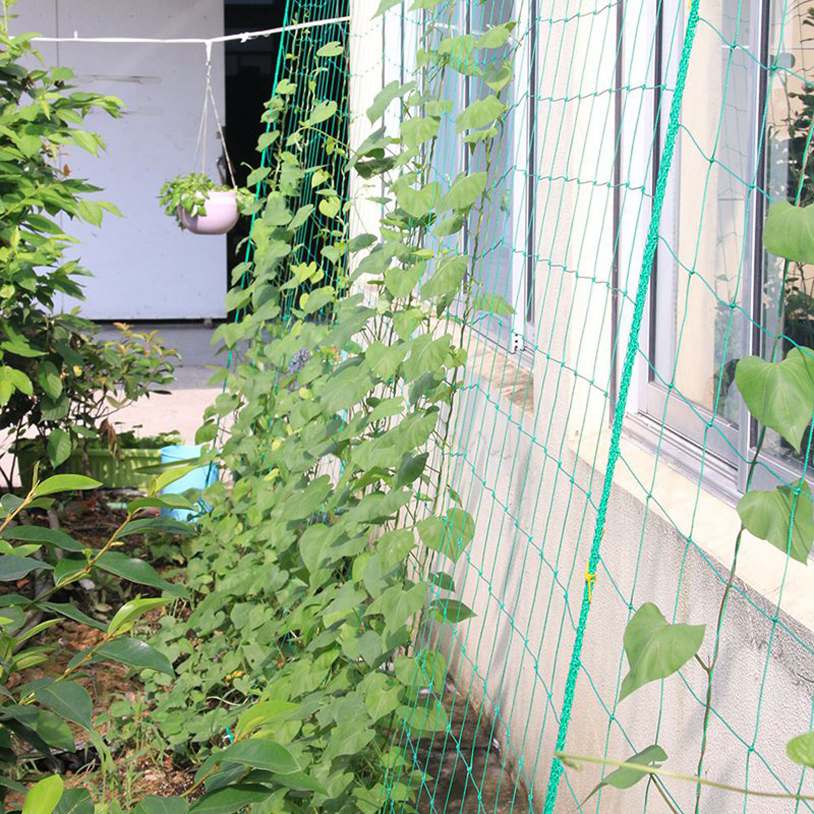 Pegangan penumbuh tanaman jari - Vine Climbing Plastic ulasan dan harga