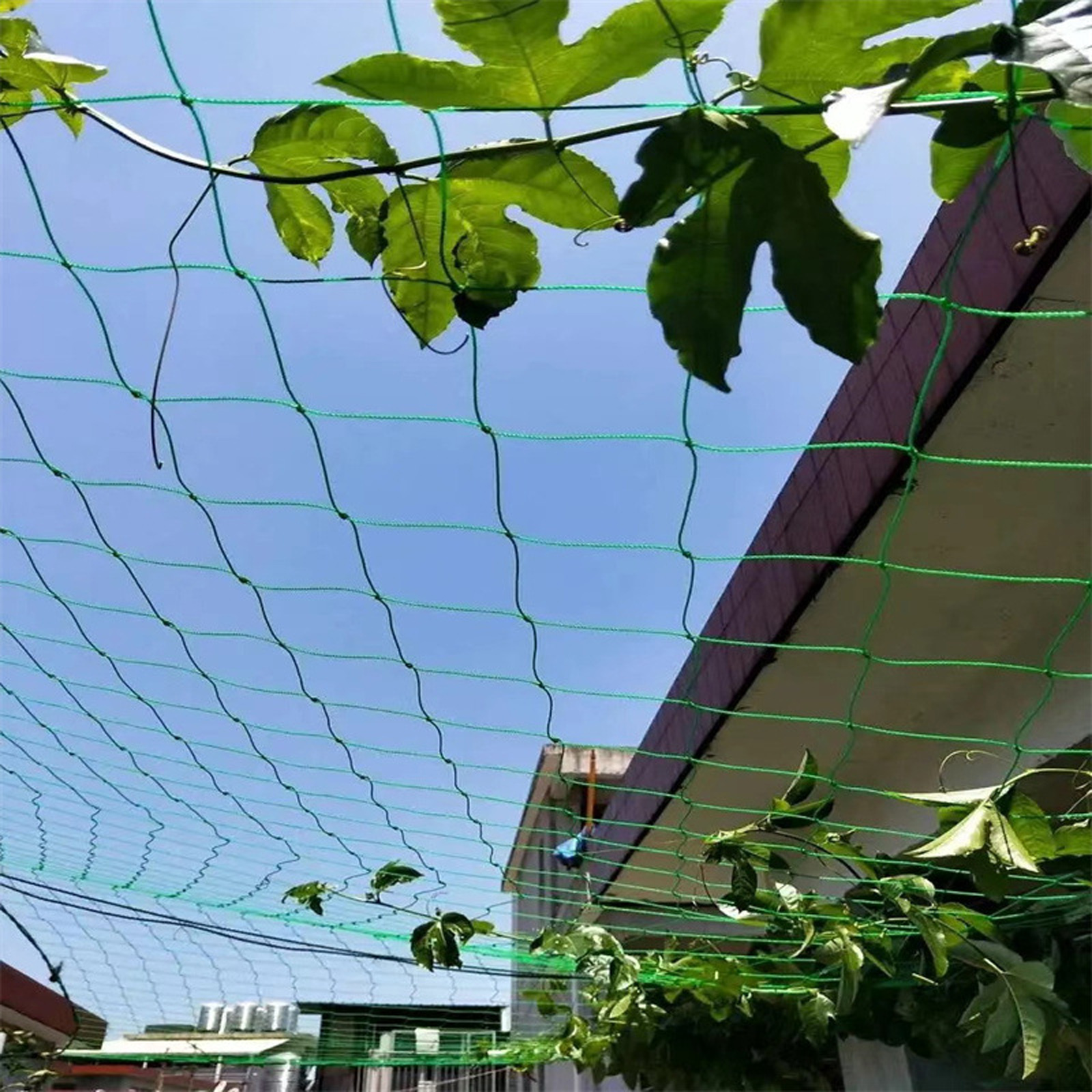 Pegangan penumbuh tanaman jari - Vine Climbing Plastic ulasan dan harga