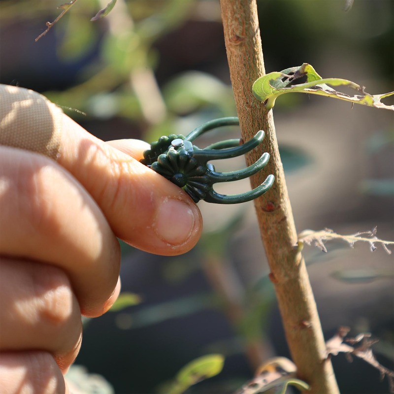 Klip Penyangga Tanaman Mini Gr - Vine Climbing Plastic ulasan dan harga