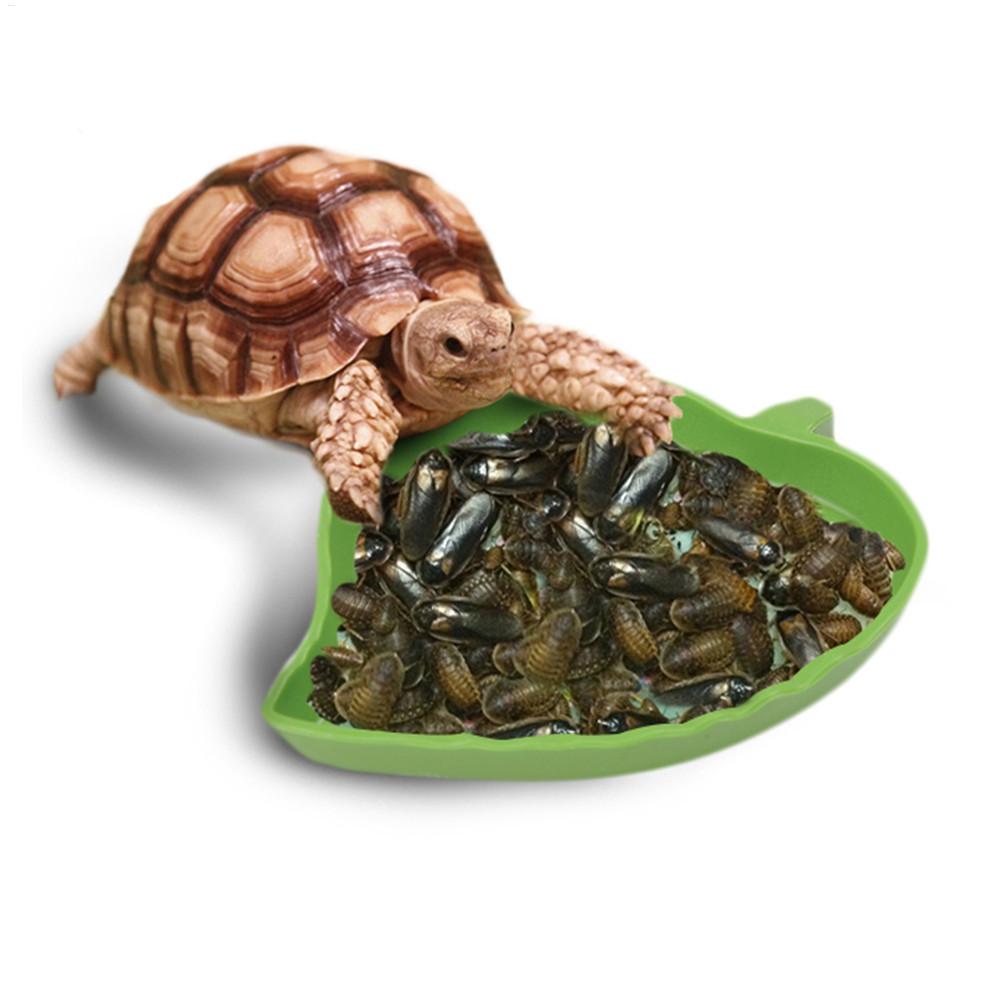 Tempat Makan Reptil Plastik, T - Water Dish Reptile ulasan dan harga