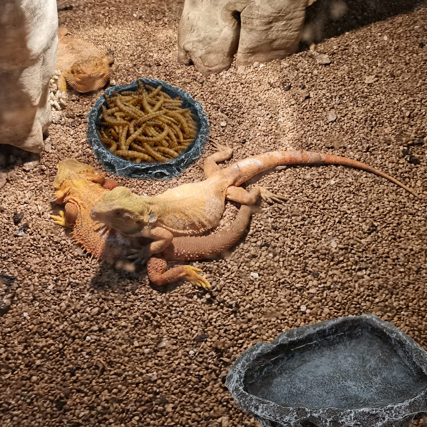 1/2 Pak Mangkuk Sudut Tempat M - Water Dish Reptile ulasan dan harga
