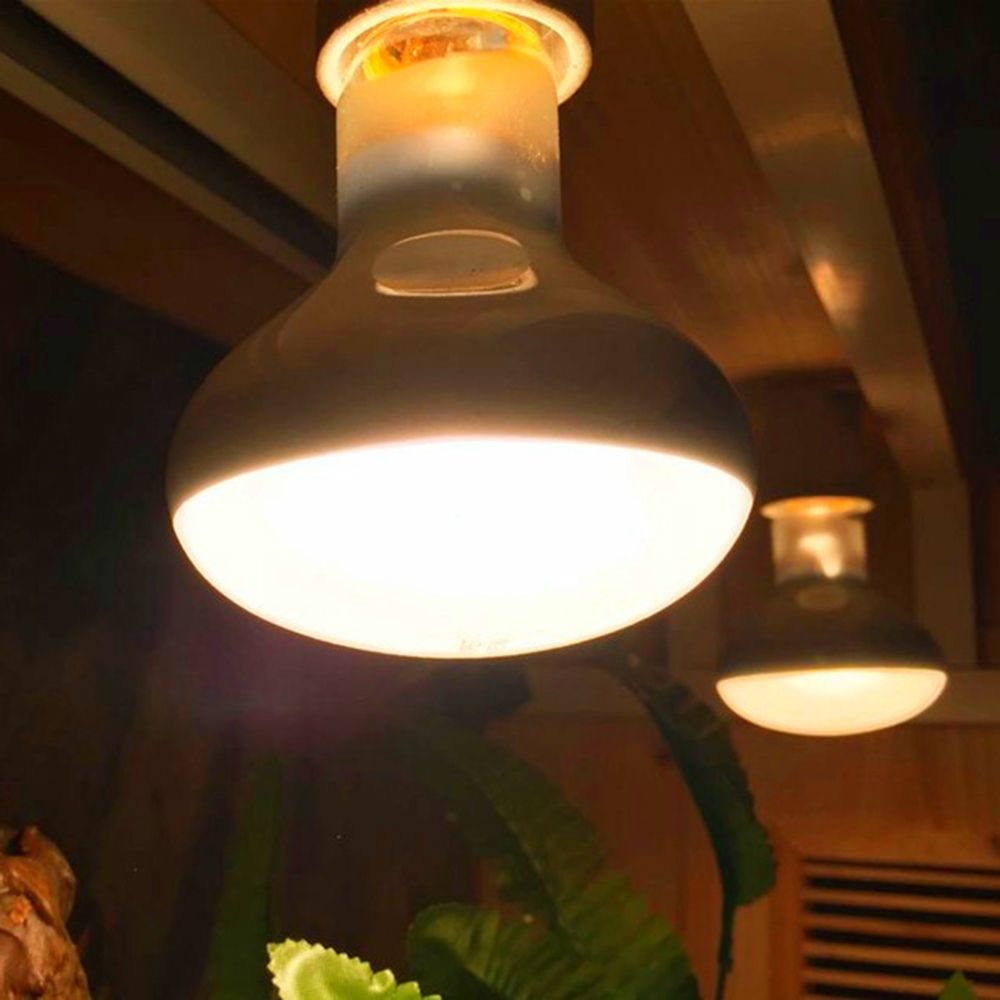 Pengontrol Suhu Pemanas Kura-k - Basking Bulb Halogen ulasan dan harga