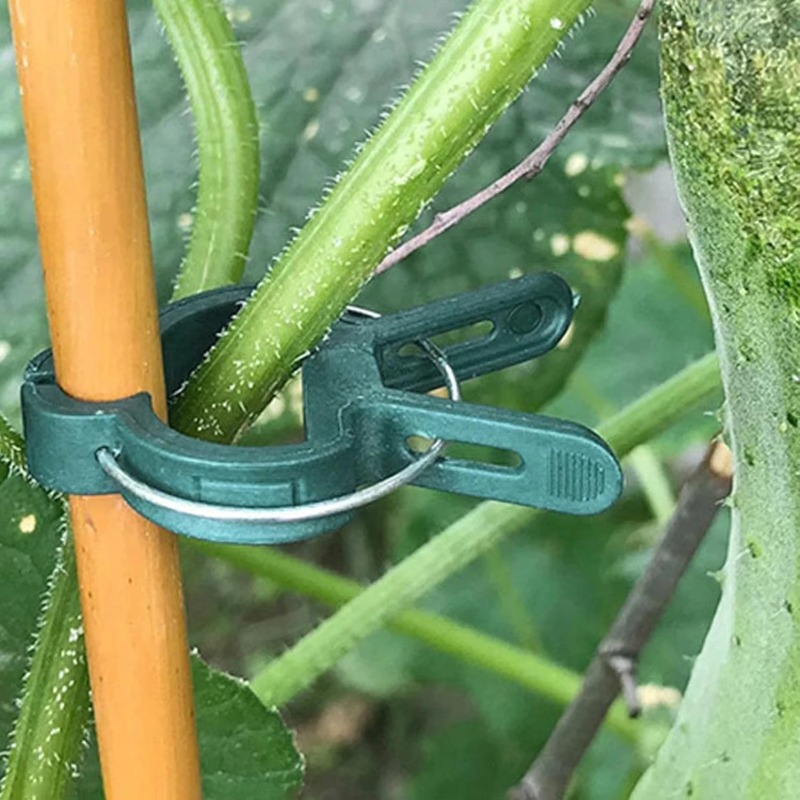 Penjepit Tanaman yang Dapat Di - Vine Climbing Plastic ulasan dan harga