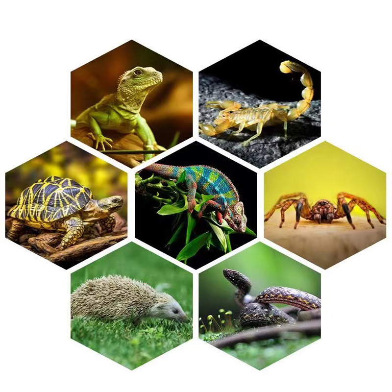 E27 13W/26W Lampu Reptil Uvb L - Calcium Powder Reptile ulasan dan harga