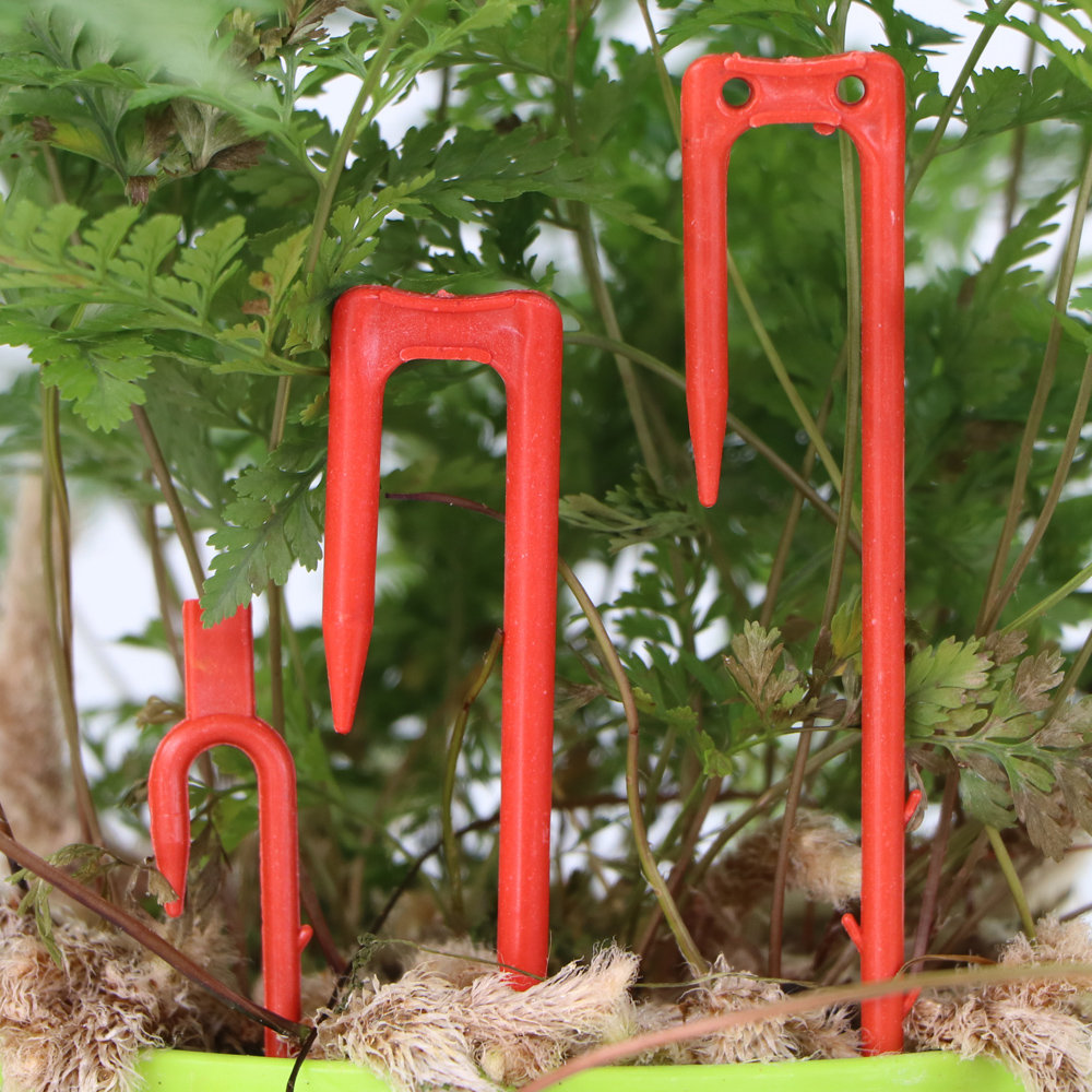 20-50 Pcs Strawberry Tanam Gar - Vine Climbing Plastic ulasan dan harga