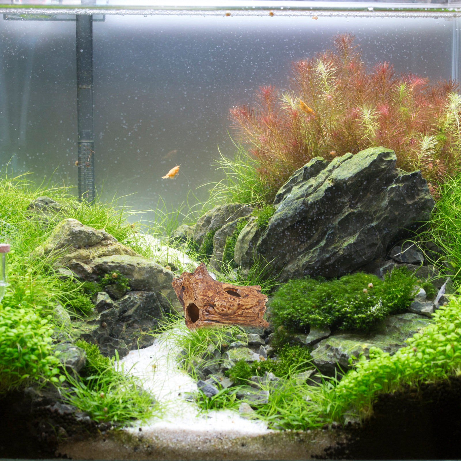 Dekorasi Akuarium Keramik Bent - Hide Cave Ceramic ulasan dan harga
